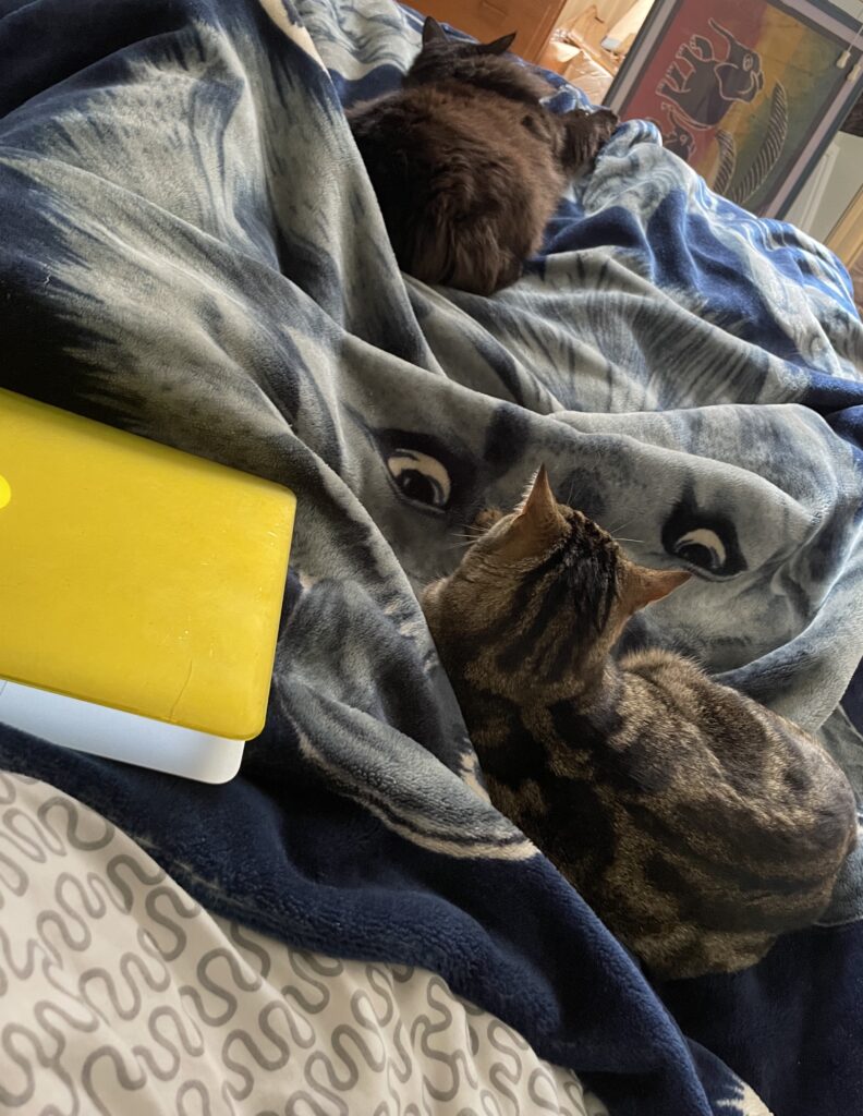 Sitting in bed with a blanket, 2 cats and a laptop