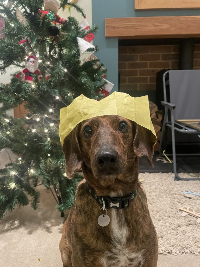 dog in front of christmas tree with paper hat on